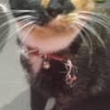 Photo of Phoebe (Located In Bulleen)