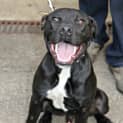 Photo of Winston