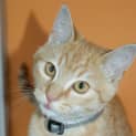 Photo of Archie