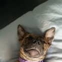 Photo of Tiger Lily (On Trial 6/7/14) ~ Puppy