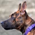 Photo of Tiger Lily (On Trial 6/7/14) ~ Puppy