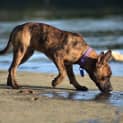 Photo of Tiger Lily (On Trial 6/7/14) ~ Puppy