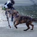 Photo of Tiger Lily (On Trial 6/7/14) ~ Puppy