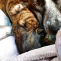 Photo of Tiger Lily (On Trial 6/7/14) ~ Puppy