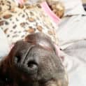 Photo of Tiger Lily (On Trial 6/7/14) ~ Puppy