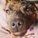 Photo of Tiger Lily (On Trial 6/7/14) ~ Puppy
