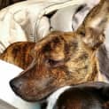 Photo of Tiger Lily (On Trial 6/7/14) ~ Puppy