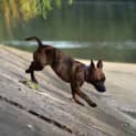 Photo of Tiger Lily (On Trial 6/7/14) ~ Puppy