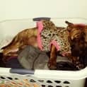 Photo of Tiger Lily (On Trial 6/7/14) ~ Puppy
