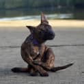 Photo of Tiger Lily (On Trial 6/7/14) ~ Puppy