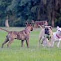 Photo of Tiger Lily (On Trial 6/7/14) ~ Puppy