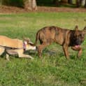 Photo of Tiger Lily (On Trial 6/7/14) ~ Puppy