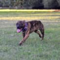 Photo of Tiger Lily (On Trial 6/7/14) ~ Puppy