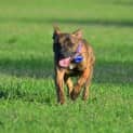 Photo of Tiger Lily (On Trial 6/7/14) ~ Puppy