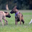 Photo of Tiger Lily (On Trial 6/7/14) ~ Puppy
