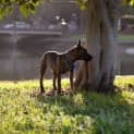 Photo of Tiger Lily (On Trial 6/7/14) ~ Puppy