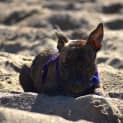 Photo of Tiger Lily (On Trial 6/7/14) ~ Puppy