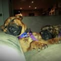 Photo of Tiger Lily (On Trial 6/7/14) ~ Puppy