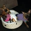 Photo of Tiger Lily (On Trial 6/7/14) ~ Puppy