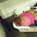 Photo of Tiger Lily (On Trial 6/7/14) ~ Puppy