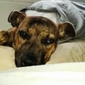 Photo of Tiger Lily (On Trial 6/7/14) ~ Puppy