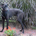 Photo of Thor