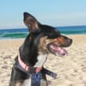Photo of Ellie, 1yo Kelpie (To Be Adopted By Foster Carers)