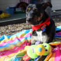 Photo of Ellie, 1yo Kelpie (To Be Adopted By Foster Carers)