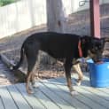 Photo of Ellie, 1yo Kelpie (To Be Adopted By Foster Carers)