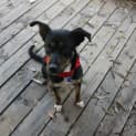 Photo of Ellie, 1yo Kelpie (To Be Adopted By Foster Carers)