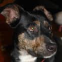 Photo of Ellie, 1yo Kelpie (To Be Adopted By Foster Carers)