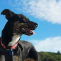 Photo of Ellie, 1yo Kelpie (To Be Adopted By Foster Carers)