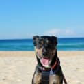 Photo of Ellie, 1yo Kelpie (To Be Adopted By Foster Carers)