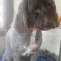 Photo of Golly