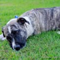 Photo of Missy (On Trial 9/8/14)