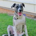 Photo of Missy (On Trial 9/8/14)
