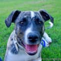 Photo of Missy (On Trial 9/8/14)
