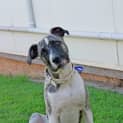Photo of Missy (On Trial 9/8/14)