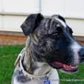 Photo of Missy (On Trial 9/8/14)