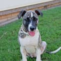 Photo of Missy (On Trial 9/8/14)