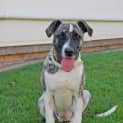 Photo of Missy (On Trial 9/8/14)
