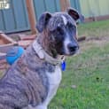 Photo of Missy (On Trial 9/8/14)