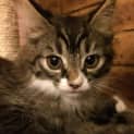 Photo of Kiara