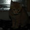 Photo of Tang