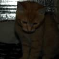 Photo of Tang