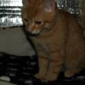 Photo of Tang