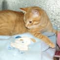 Photo of Tang