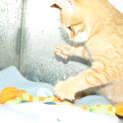 Photo of Tang