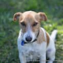 Photo of Buddy The Jack Russell (On Trial 22/7/14)