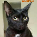 Photo of Guava